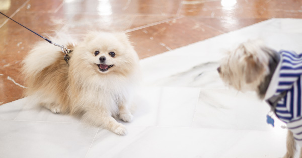 Mercadillo solidario canino y felino 🐶🐶