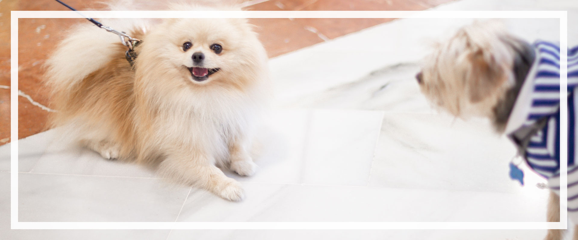 Mercadillo solidario canino y felino 🐶🐶